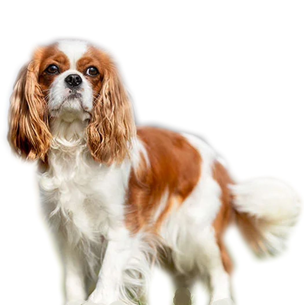 cavalier22