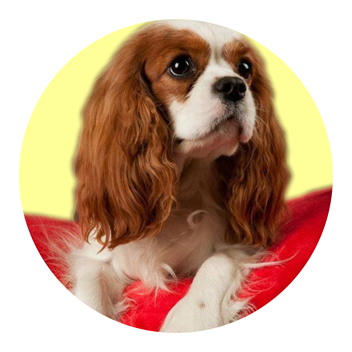 cropped-logo-022.png